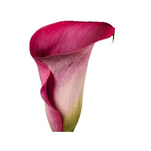 CALLA ROMANCE 040 CM