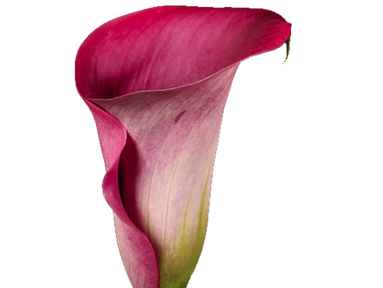 CALLA ROMANCE 000