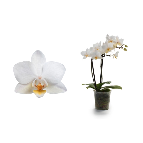 <h4>Phal Tiny Dolls Wit 2T12+ zonder Aqu@</h4>