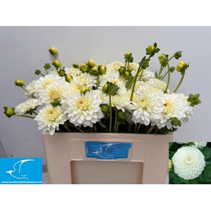 DAHLIA  'SNOW CAP'