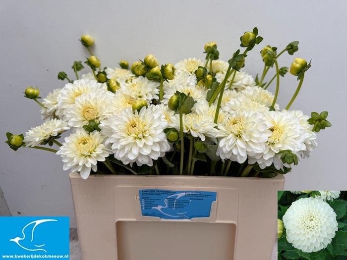 <h4>DAHLIA  'SNOW CAP'</h4>