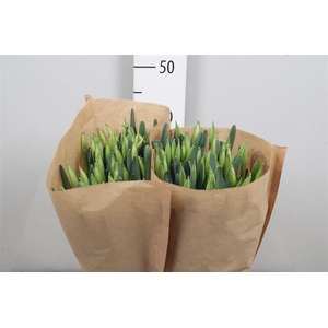 Narcissus Snow Heaven