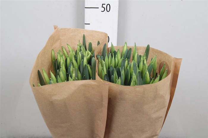 <h4>Narcissus Snow Heaven 566</h4>