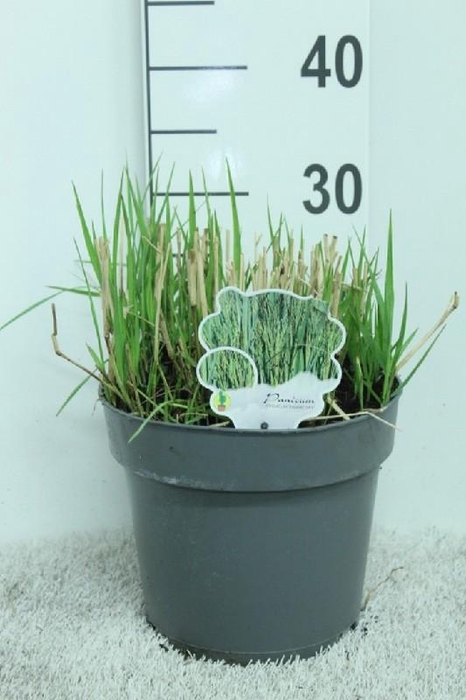 <h4>Panicum Virgatum Totem Pole Prairie Sky</h4>