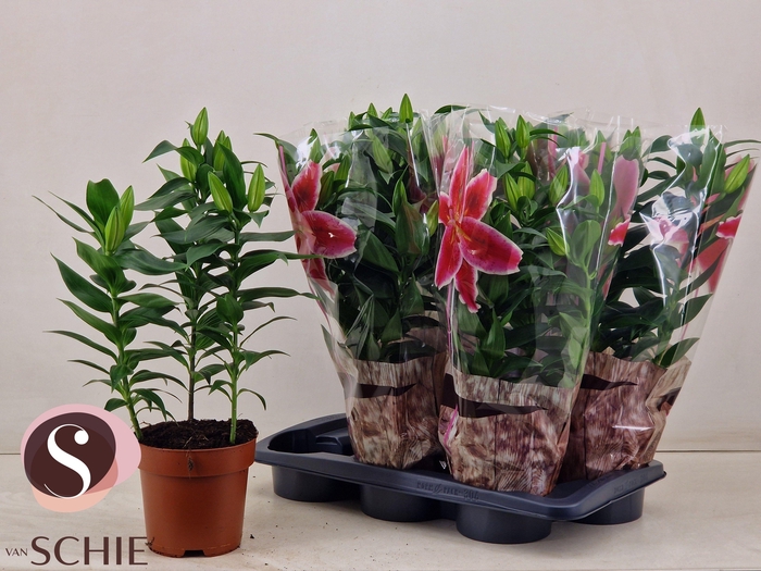 <h4>LIL OR MAGNY COURS</h4>