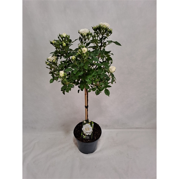 <h4>Roos op stam grootbloemig P23 55cm wit</h4>