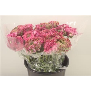 Ran. Pon Pon Aladin Super X L