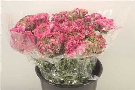 <h4>Ran. Pon Pon Aladin Super X L</h4>