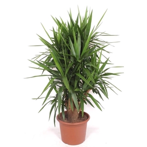 Yucca elephantipes   ...