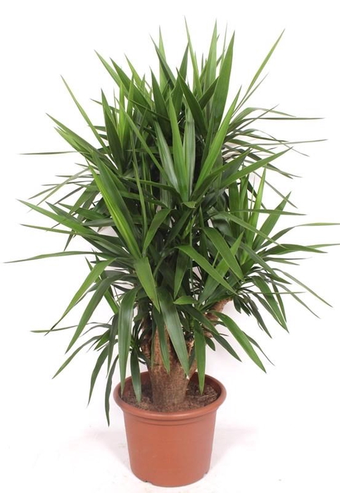 <h4>Yucca elephantipes   ...</h4>