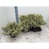 Hebe And Variegata