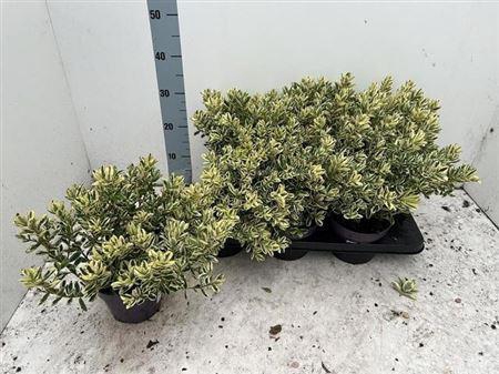 Hebe And Variegata