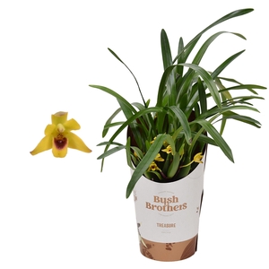 Maxillaria 9 cm