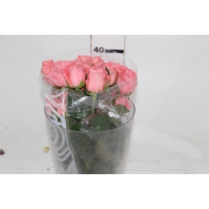 ROSA KAREN 040 CM ESTUFA