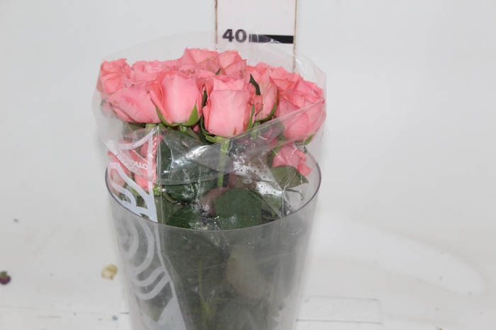 <h4>ROSA KAREN 040 CM ESTUFA</h4>