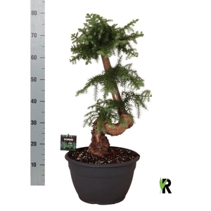 Araucaria   ...