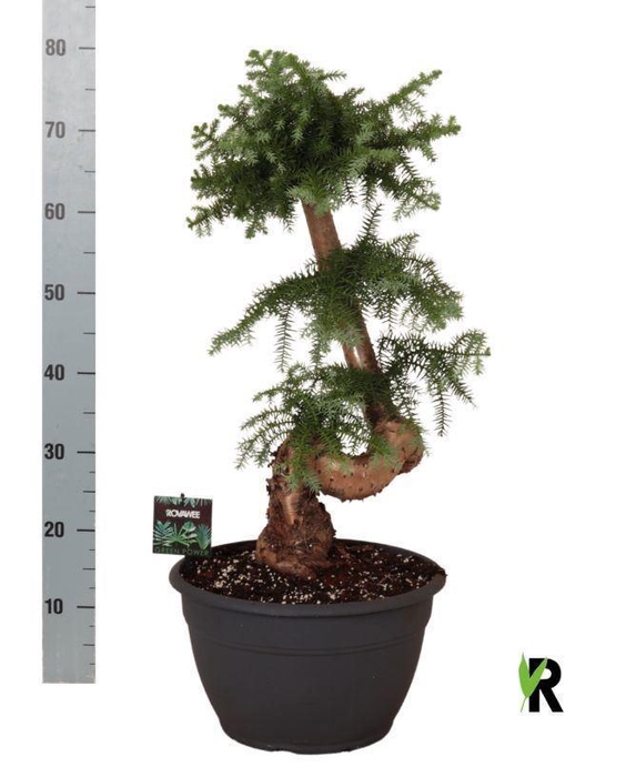 <h4>Araucaria   ...</h4>