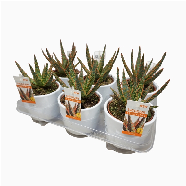 <h4>Aloë zebrina `Dannyz` 10,5 cm in witte pot met etiket</h4>