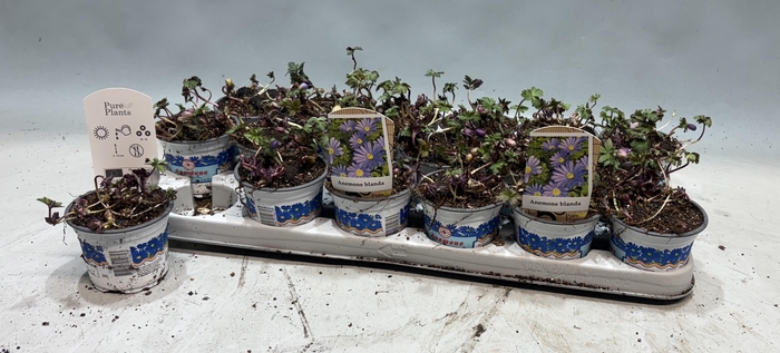 <h4>ANEM BL BLUE SHADES</h4>