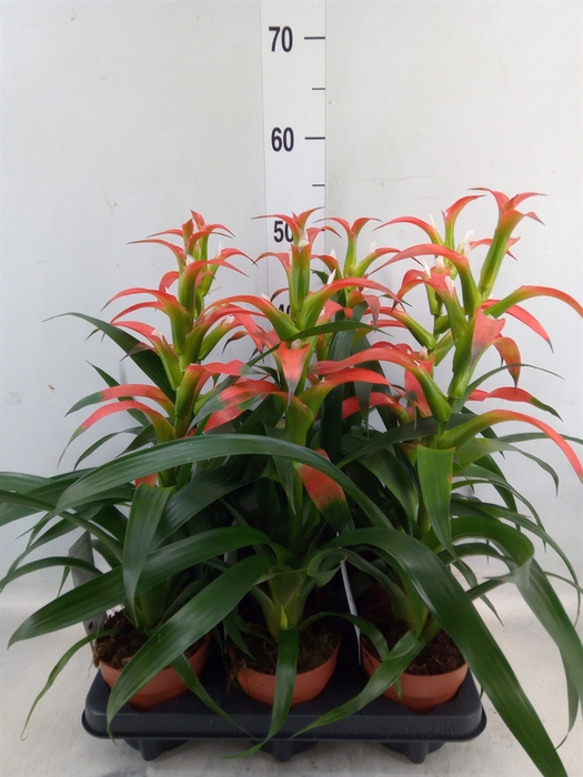 <h4>Guzmania wittmackii   ...red</h4>