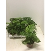 Monstera obliqua 'Leichtlinii'