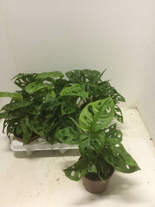 Monstera obliqua 'Leichtlinii'