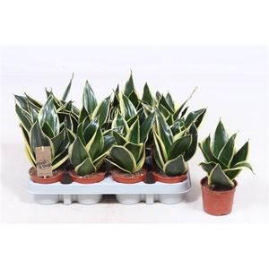 Sansevieria Golden Hahnii Black