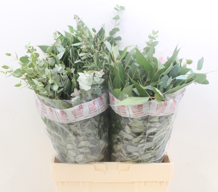 <h4>EUC GEM P BOS</h4>