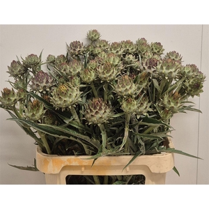 Cynara Cardunculus