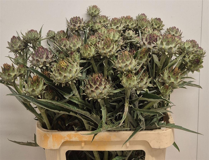 <h4>Cynara Cardunculus</h4>
