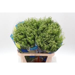 LEPIDIUM VIRGIN. 'GREEN DRAGON' THL