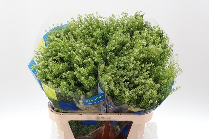 LEPIDIUM VIRGIN. 'GREEN DRAGON' THL