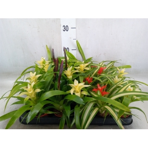 Bromelia   ...mix