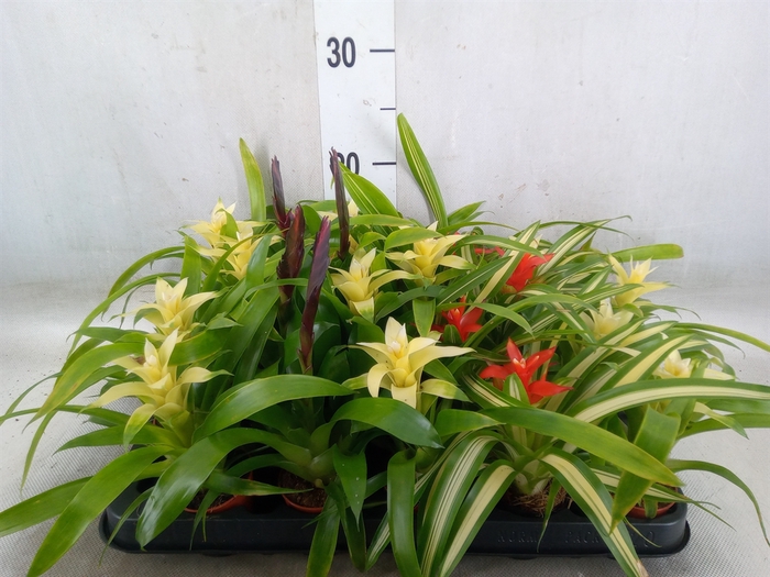 <h4>Bromelia   ...mix</h4>