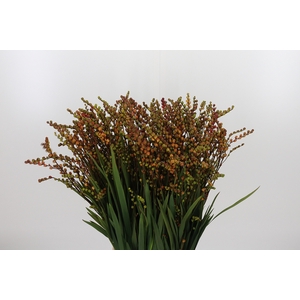 Crocosmia Klbl Met Bes
