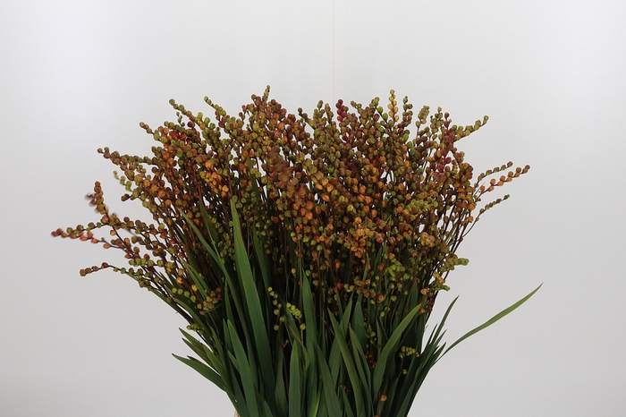 <h4>Crocosmia Klbl Met Bes</h4>