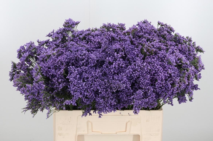 <h4>Lim Ov Maine Blue</h4>