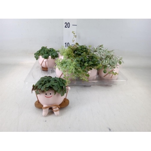 Arr.   Kamerplant Groen L%