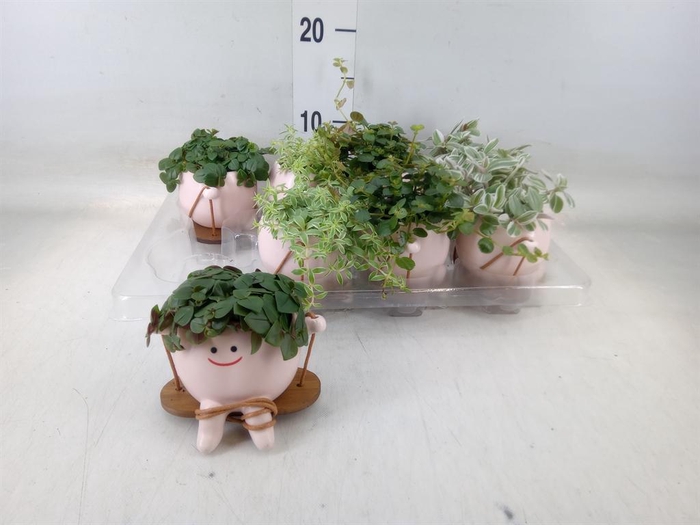 <h4>Arr.   Kamerplant Groen L%</h4>