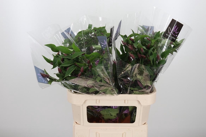 <h4>Clem Amazing Tokyo</h4>