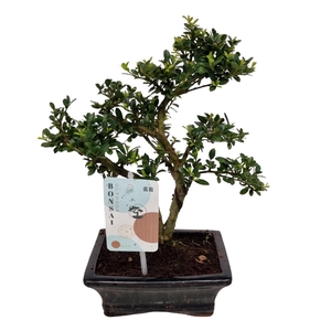 ILEX CRENATA