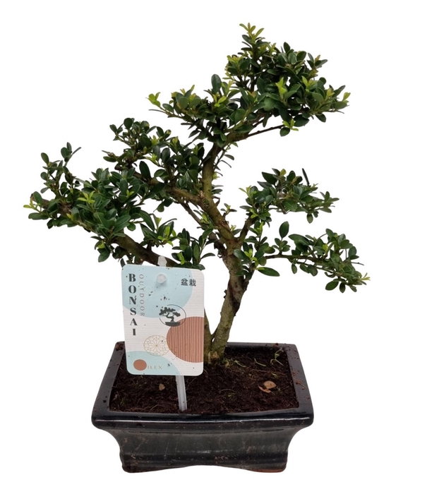 <h4>ILEX CRENATA</h4>