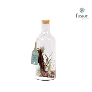 Green Bottle H43 middel met Tillandsia Air Plant