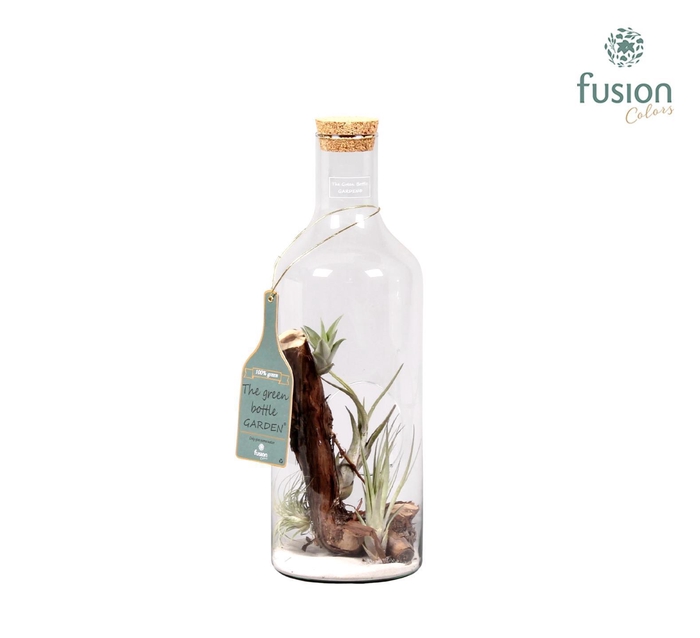<h4>Green Bottle H43 middel met Tillandsia Air Plant</h4>