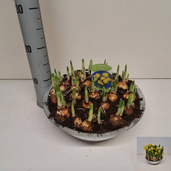 <h4>NARC O TETE A TETE</h4>