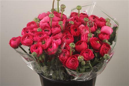 Ran.. Su Ciclamino Extra