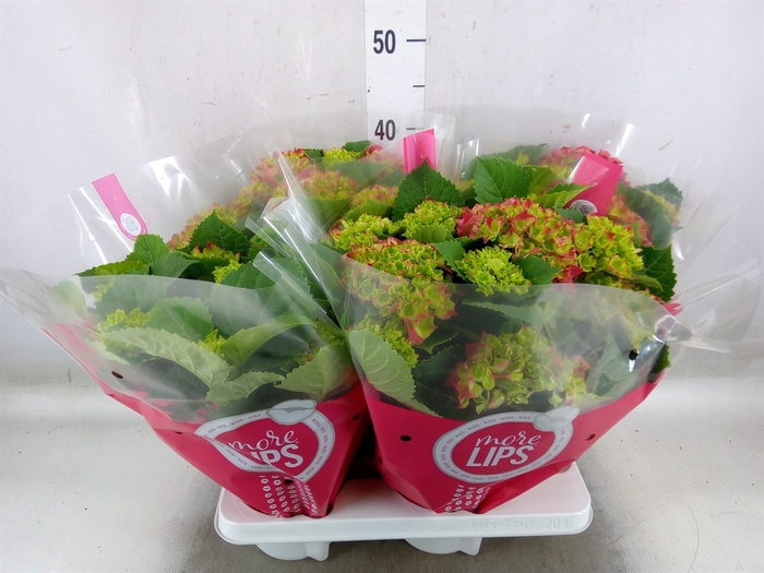 <h4>Hydrangea mac.   ...</h4>
