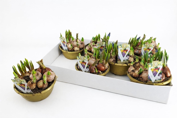 <h4>BOLBLOEMEN GEM POT</h4>