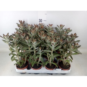 Kalanchoe NF tomentosa