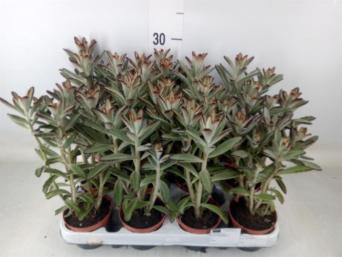 <h4>Kalanchoe NF tomentosa</h4>